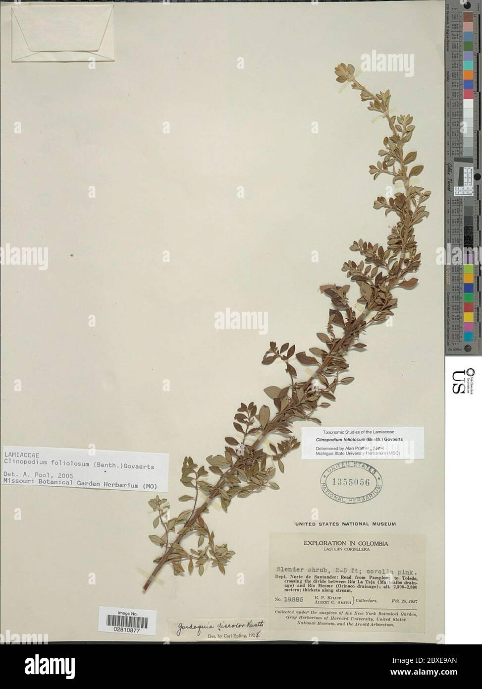 Clinopodium foliolosum Benth Govaerts Clinopodium foliolosum Benth Govaerts. Stock Photo