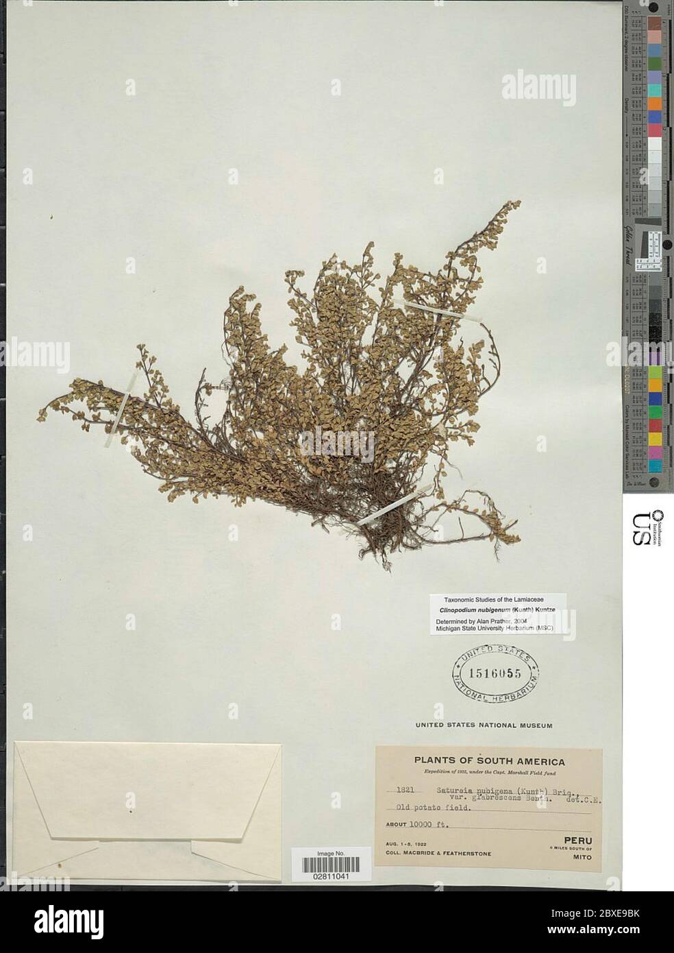 Clinopodium nubigenum Kunth Kuntze Clinopodium nubigenum Kunth Kuntze. Stock Photo