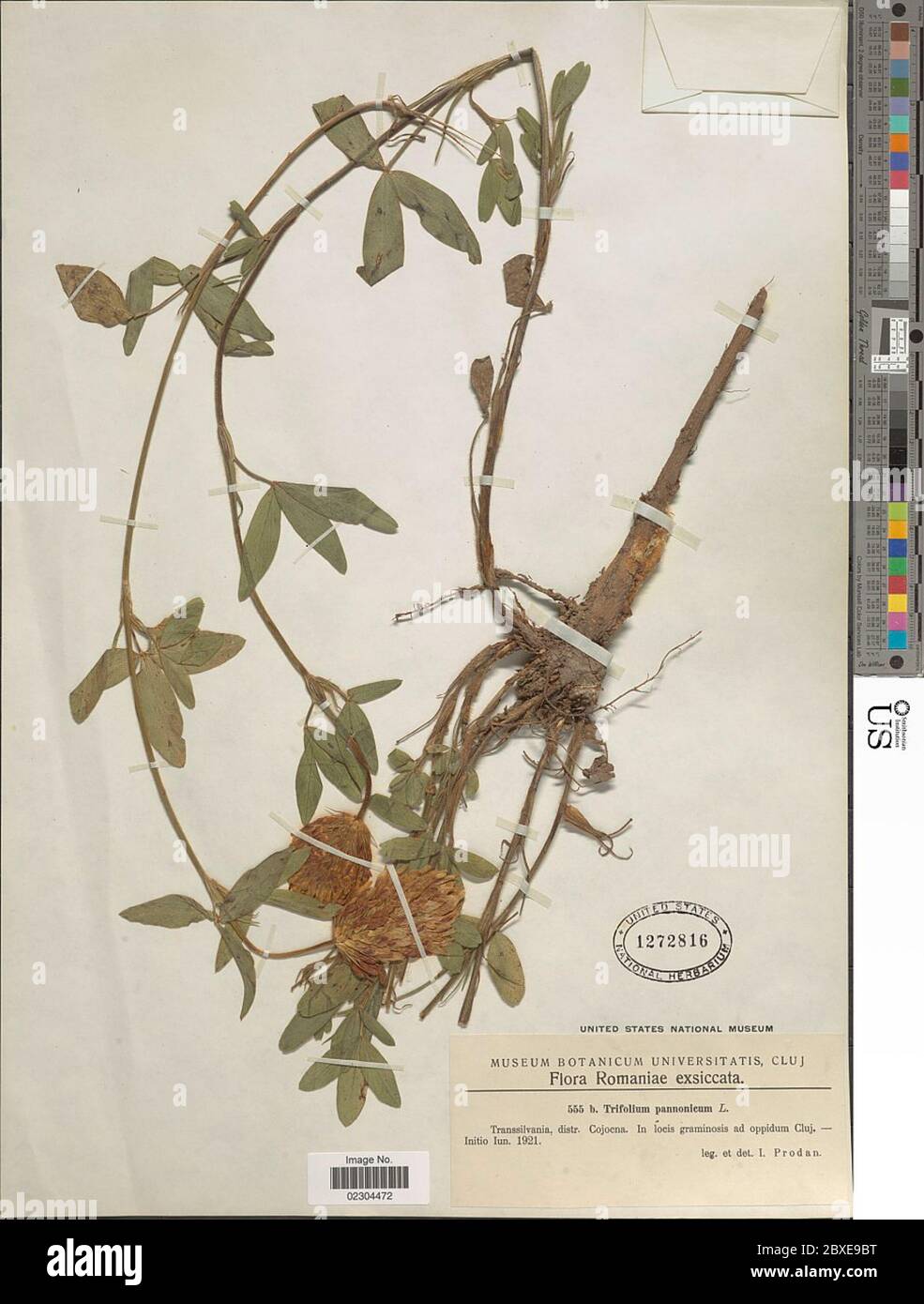 Trifolium pannonicum Jacq Trifolium pannonicum Jacq. Stock Photo
