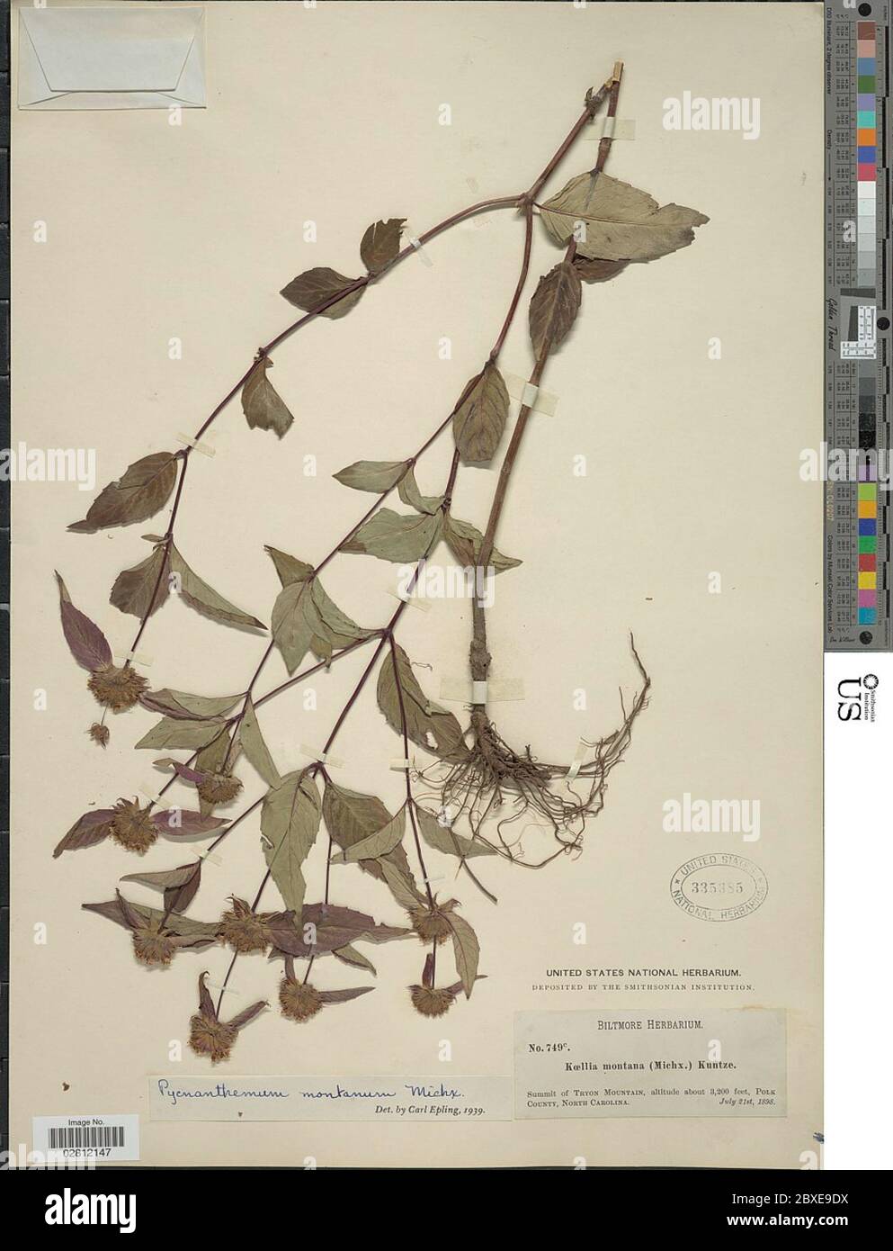 Pycnanthemum montanum Pycnanthemum montanum. Stock Photo