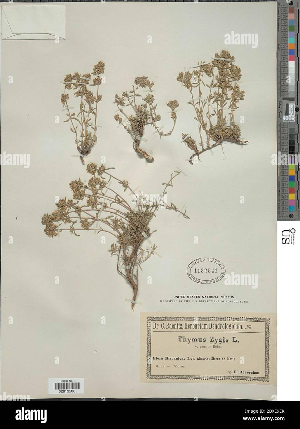 Thymus zygis L Thymus zygis L. Stock Photo