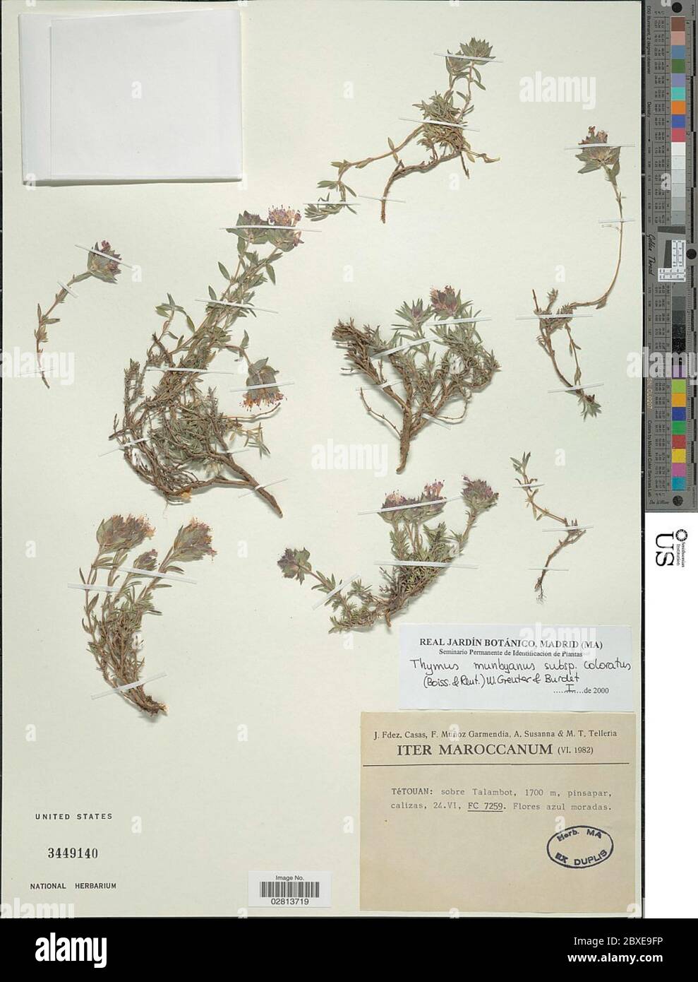 Thymus munbyanus Boiss Reut Thymus munbyanus Boiss Reut. Stock Photo
