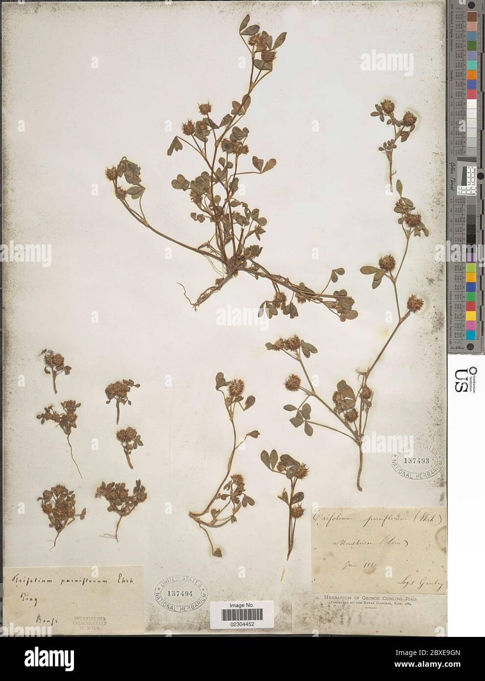 Trifolium parviflorum Ehrh Trifolium parviflorum Ehrh. Stock Photo