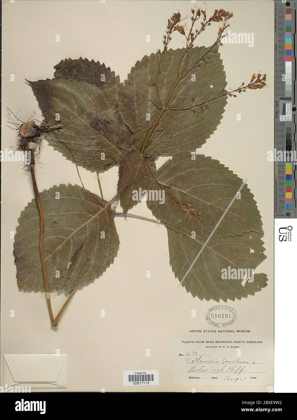 Collinsonia canadensis hi-res stock photography and images - Alamy