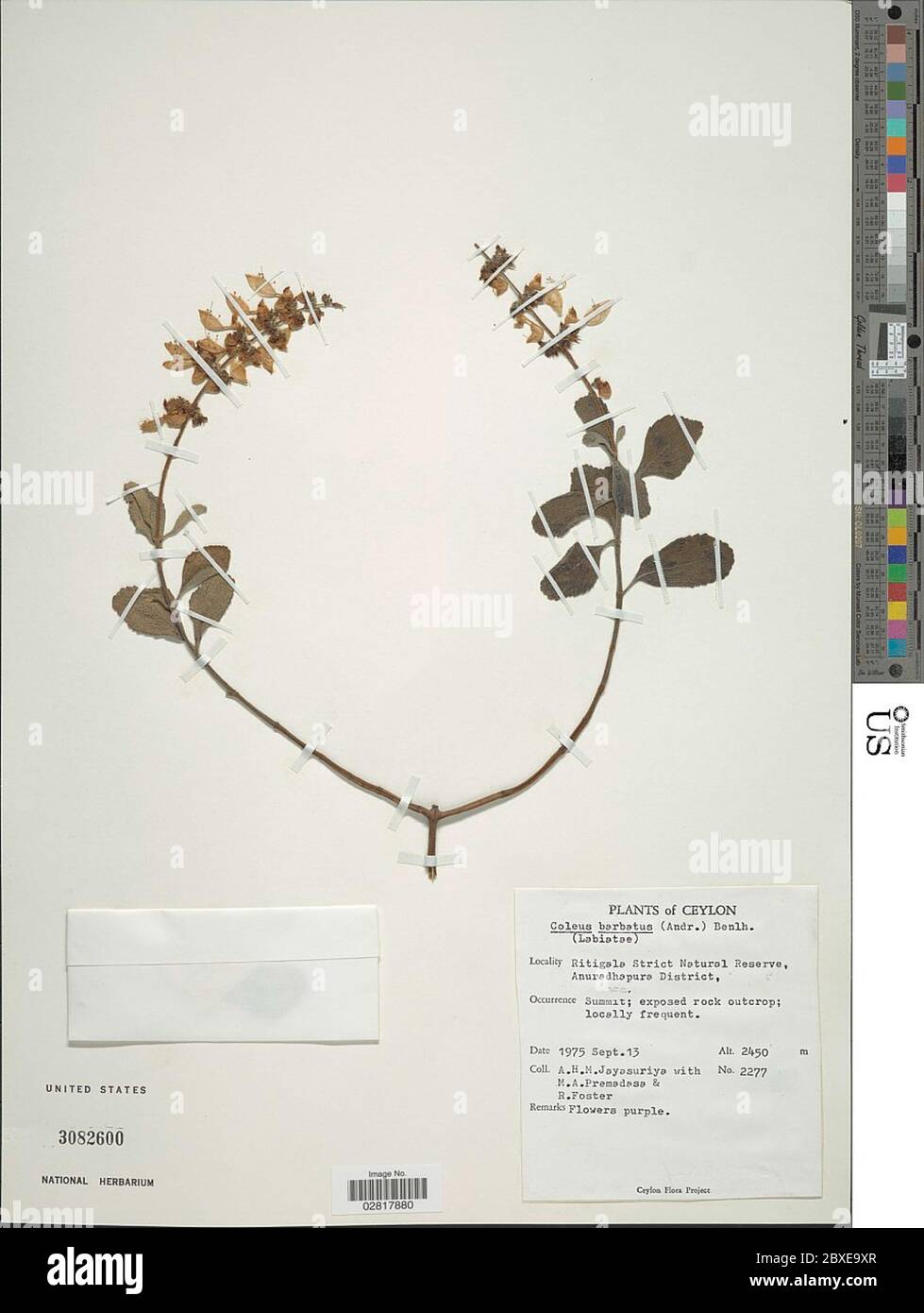 Plectranthus barbatus Plectranthus barbatus. Stock Photo