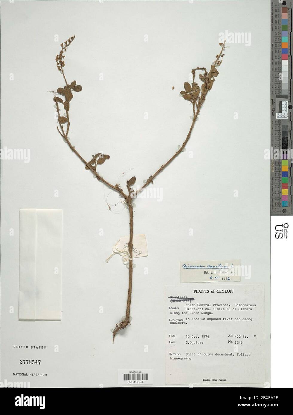 Ocimum sanctum L Ocimum sanctum L Stock Photo - Alamy