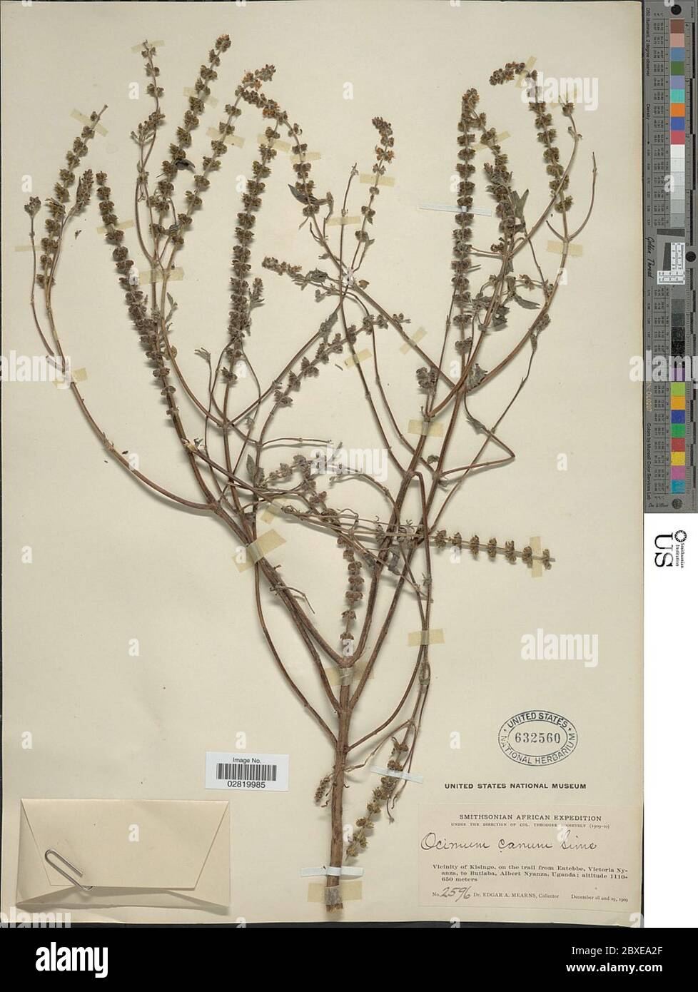 Ocimum canum Sims Ocimum canum Sims Stock Photo - Alamy, image size:978x1390