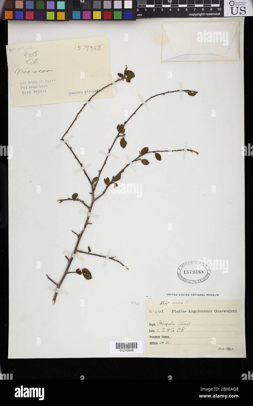 Microcos sp Microcos sp Stock Photo - Alamy