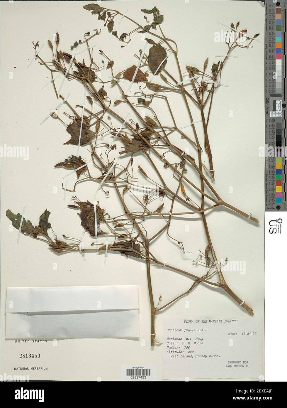 Capsicum frutescens L Capsicum frutescens L Stock Photo Alamy