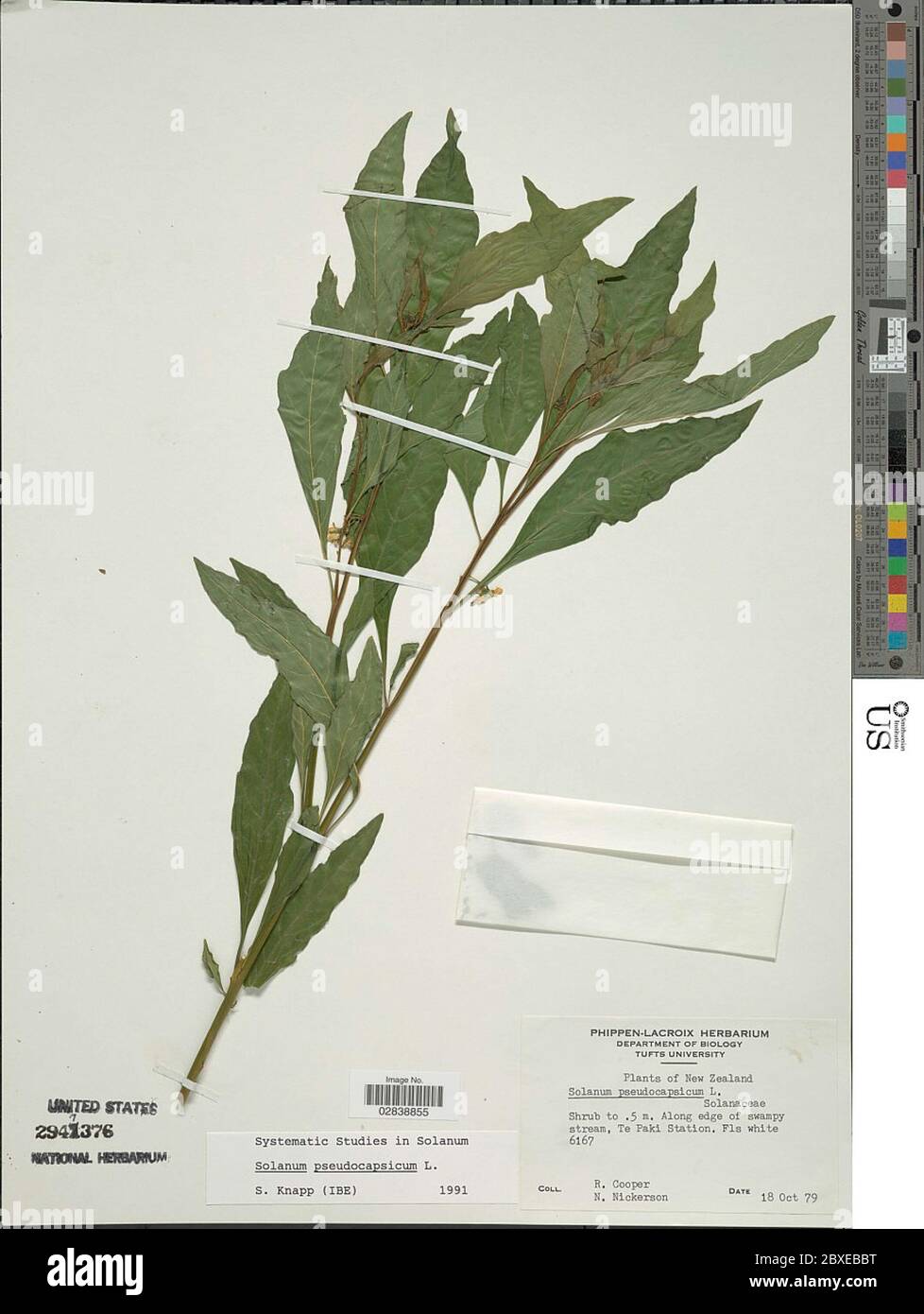 Solanum pseudocapsicum L Solanum pseudocapsicum L Stock Photo Alamy