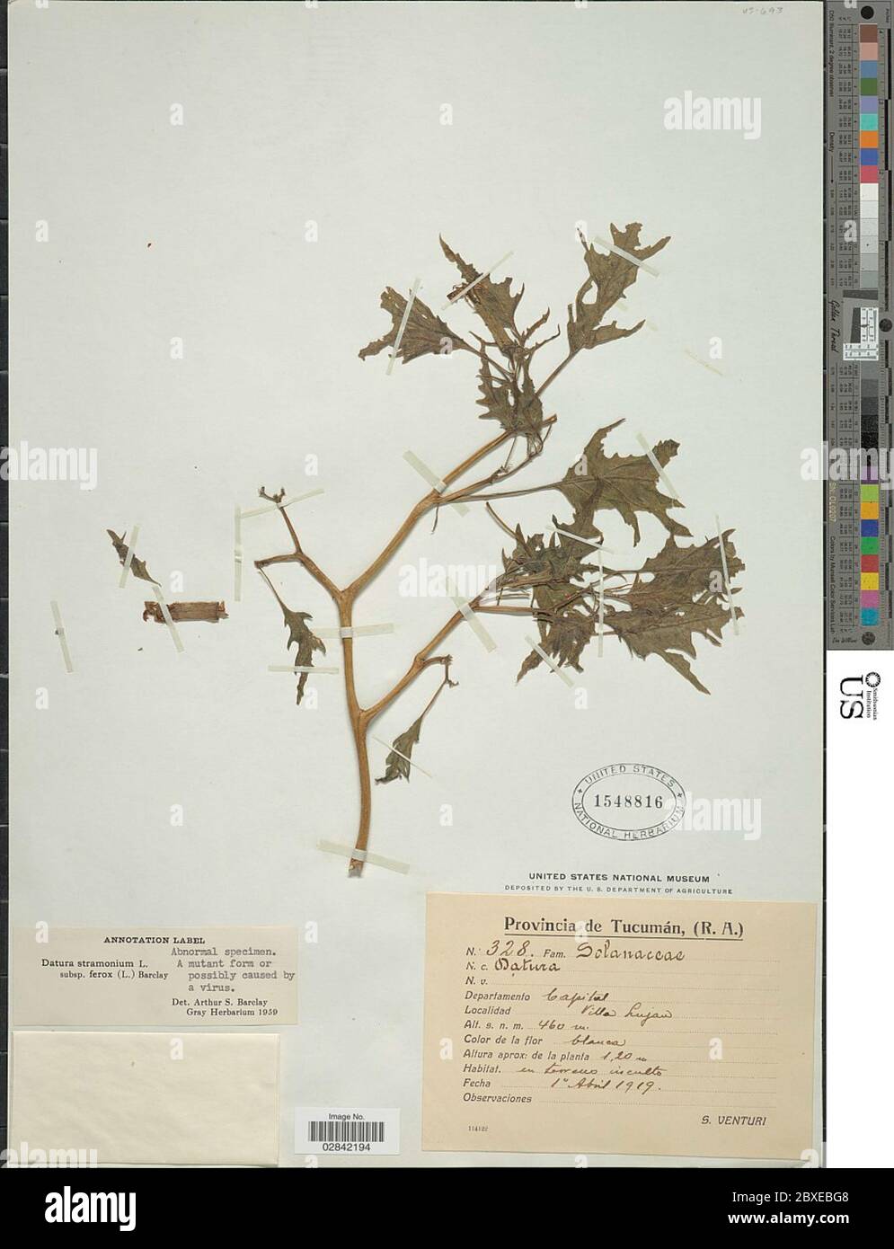 Datura stramonium subsp ferox var tatula Datura stramonium subsp ferox var tatula. Stock Photo
