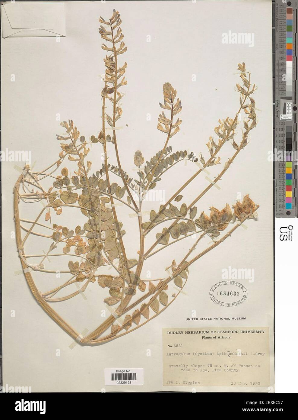 Astragalus arthuschottii A Gray Astragalus arthuschottii A Gray. Stock Photo