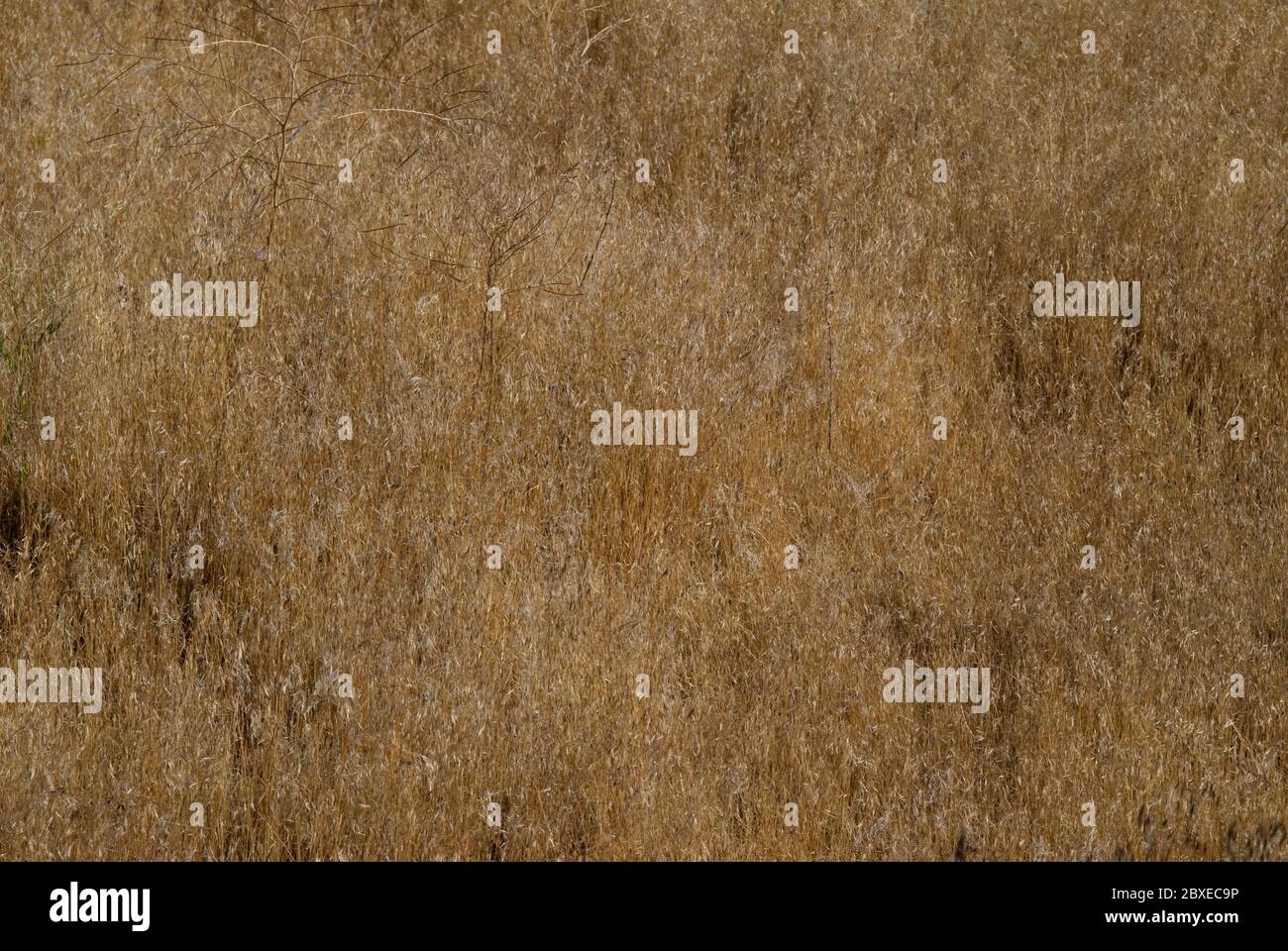 Cheatgrass, an annual invasive species, in south-central Idaho Stock Photo