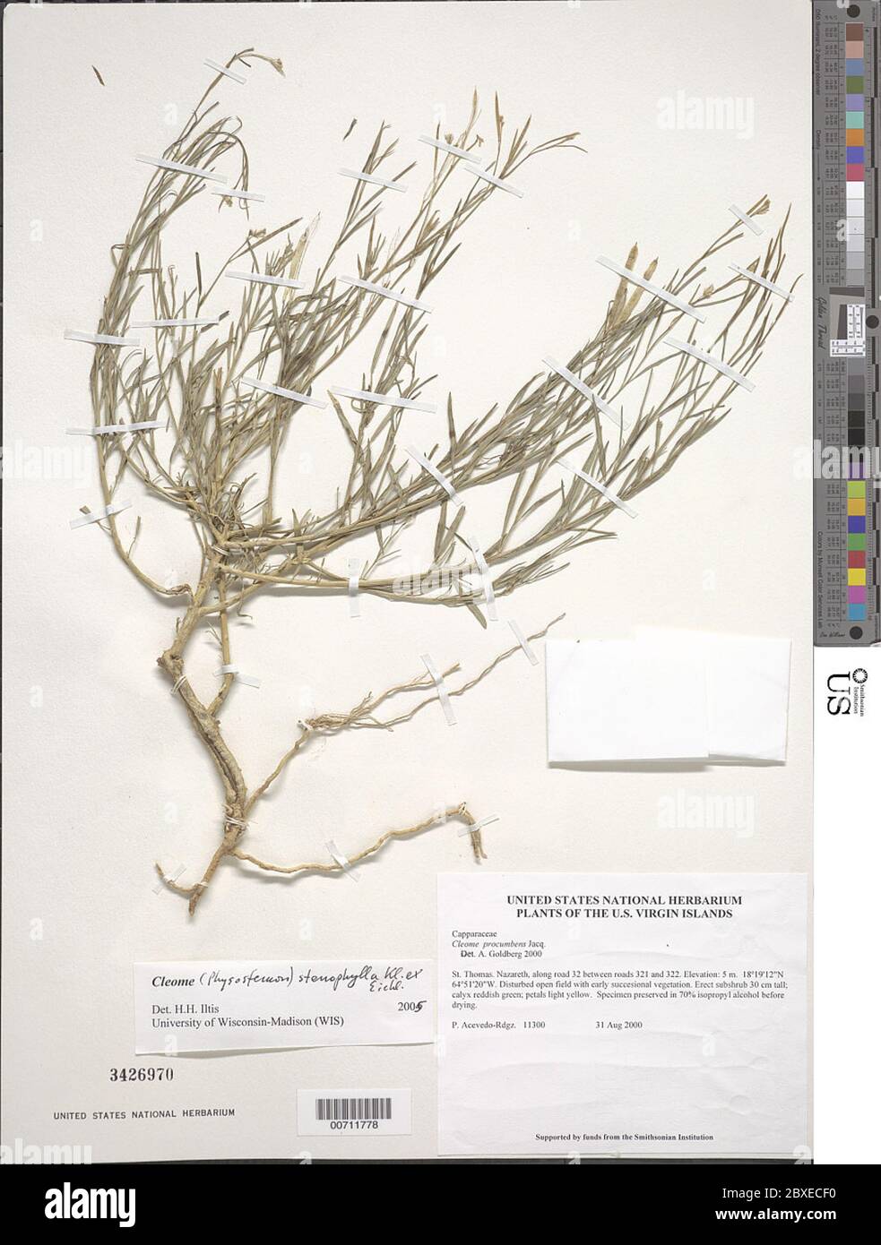 Cleome stenophylla Klotzsch ex Urb Cleome stenophylla Klotzsch ex Urb. Stock Photo