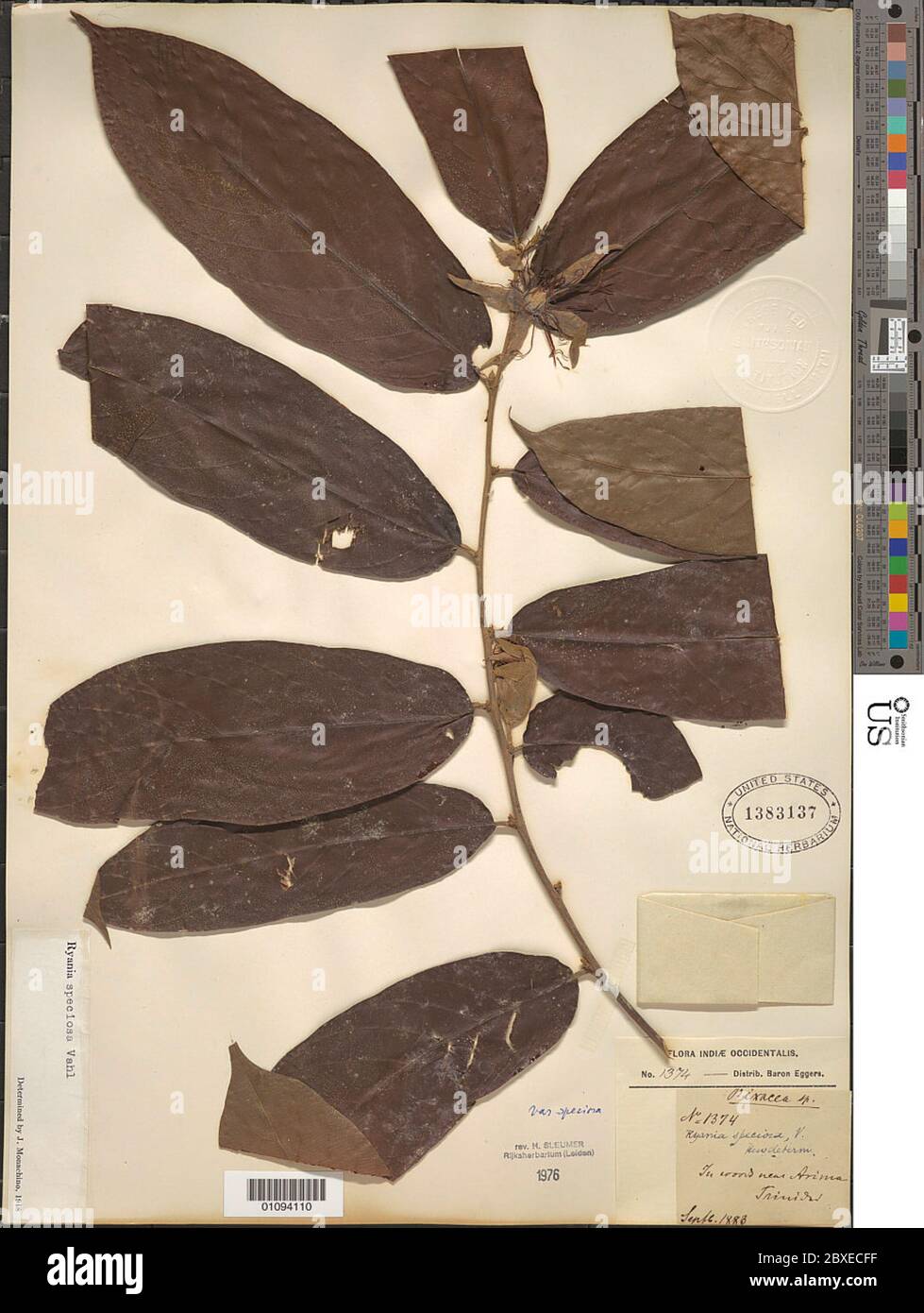 Ryania speciosa Vahl Ryania speciosa Vahl Stock Photo Alamy