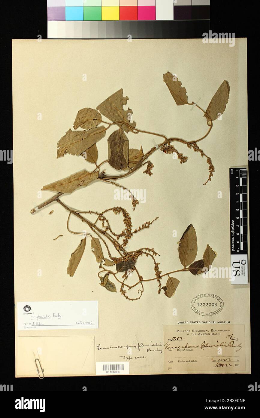 Lonchocarpus pluvialis Rusby Lonchocarpus pluvialis Rusby. Stock Photo