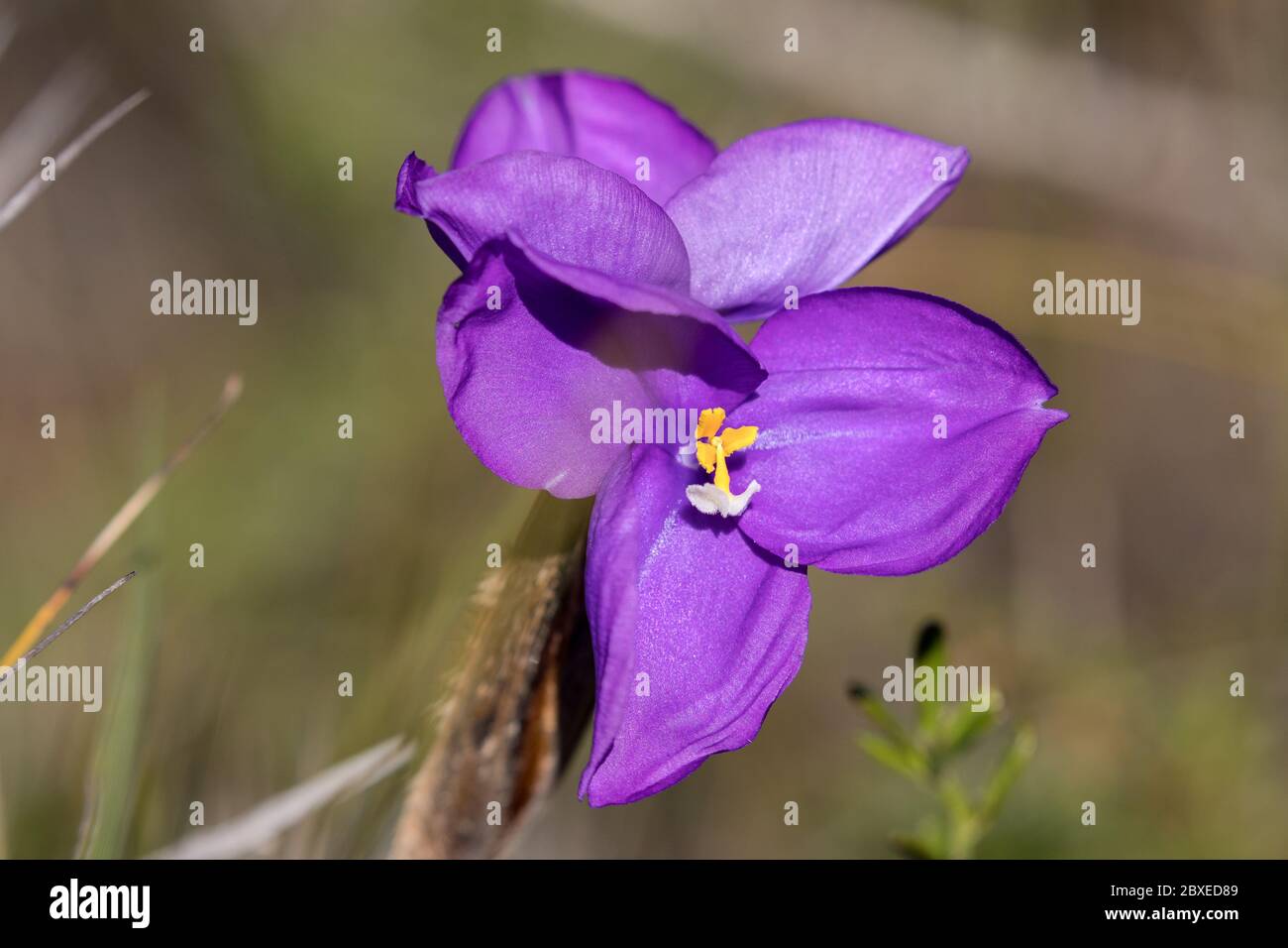 Silky Purple Flag plant in flower Stock Photo
