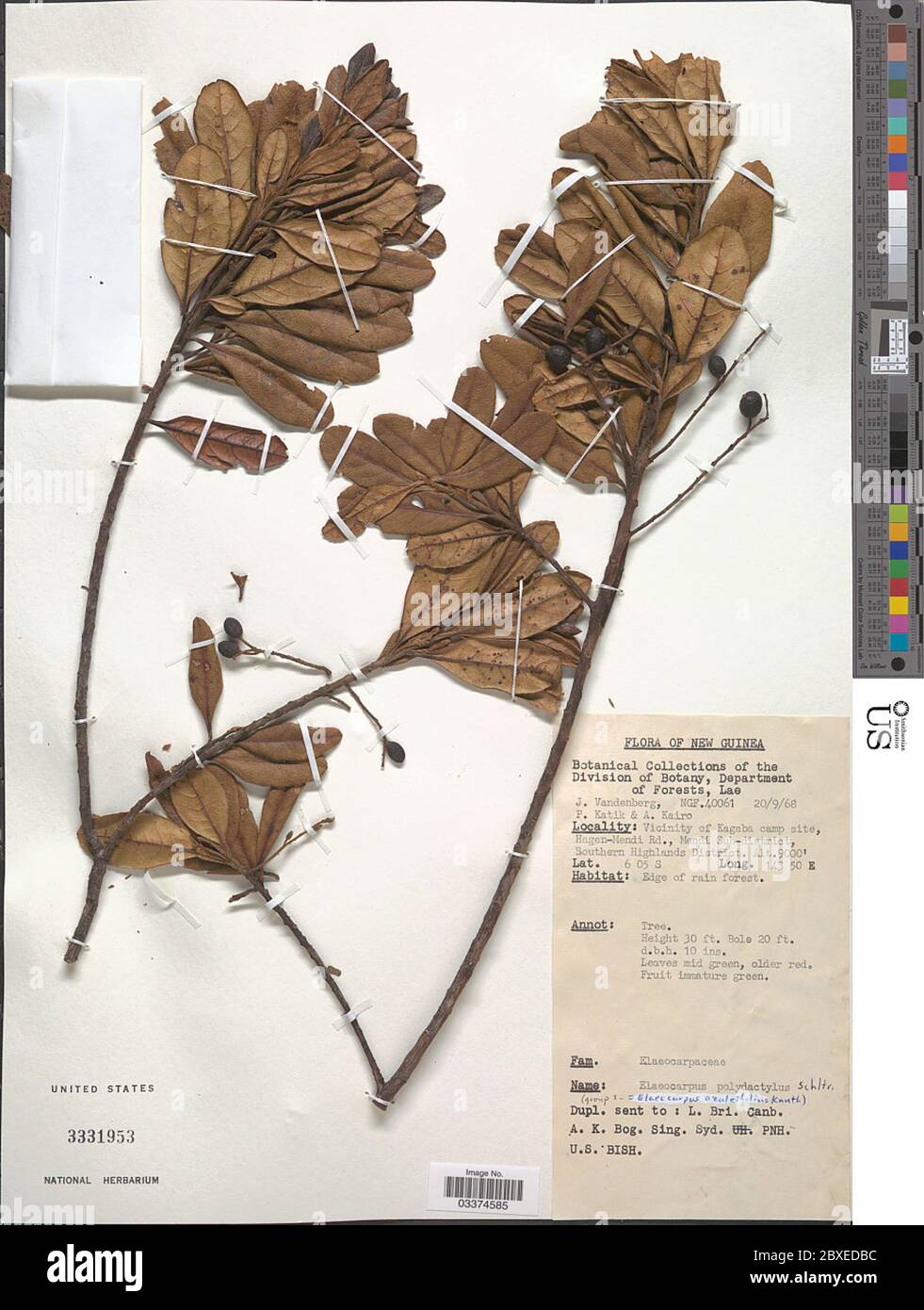 Elaeocarpus polydactylus Schltr Elaeocarpus polydactylus Schltr. Stock Photo
