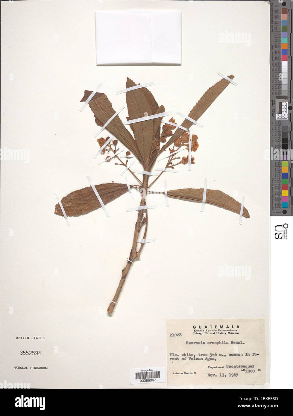 Saurauia oreophila Hemsl Saurauia oreophila Hemsl. Stock Photo