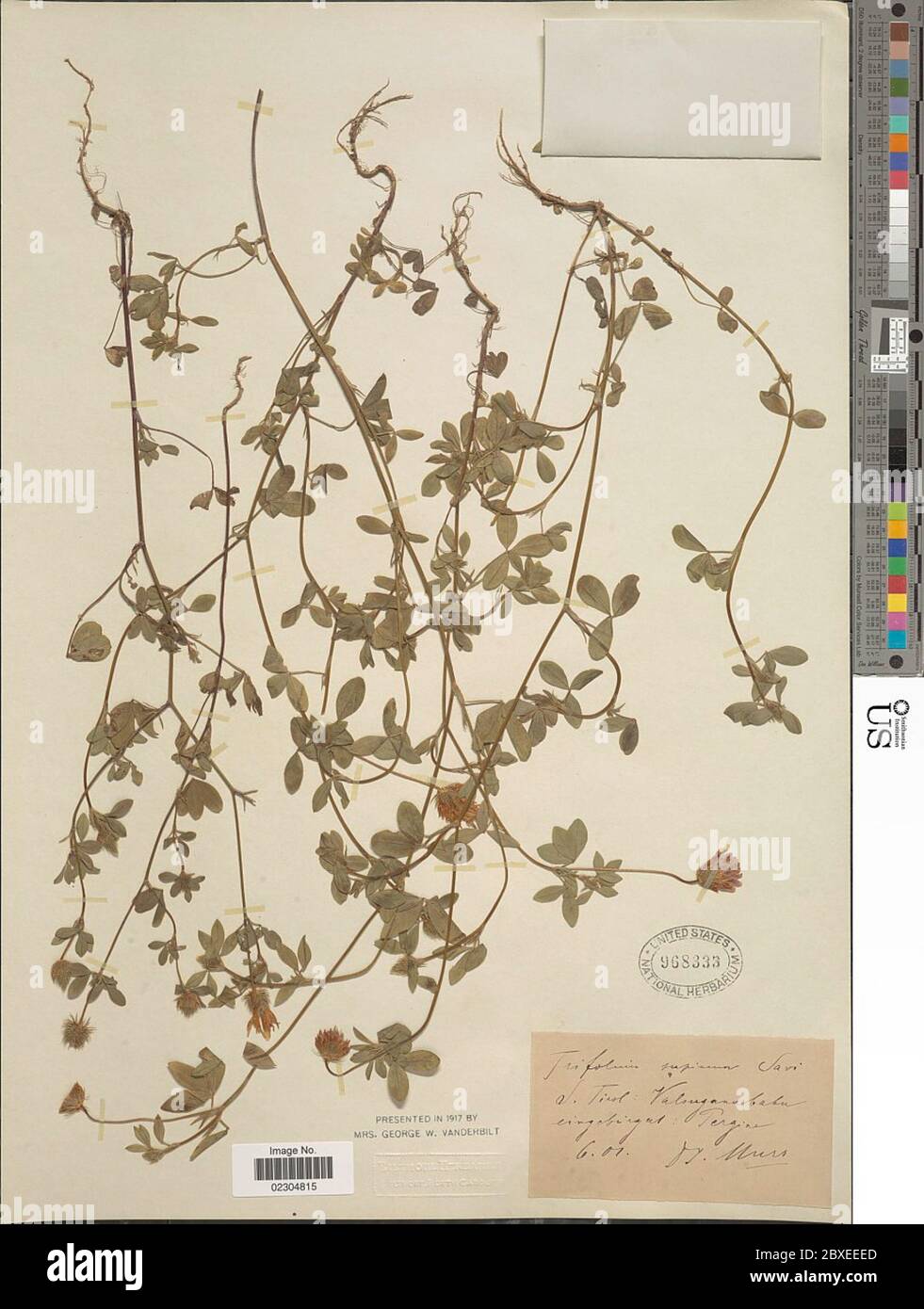 Trifolium supinum Savi Trifolium supinum Savi. Stock Photo