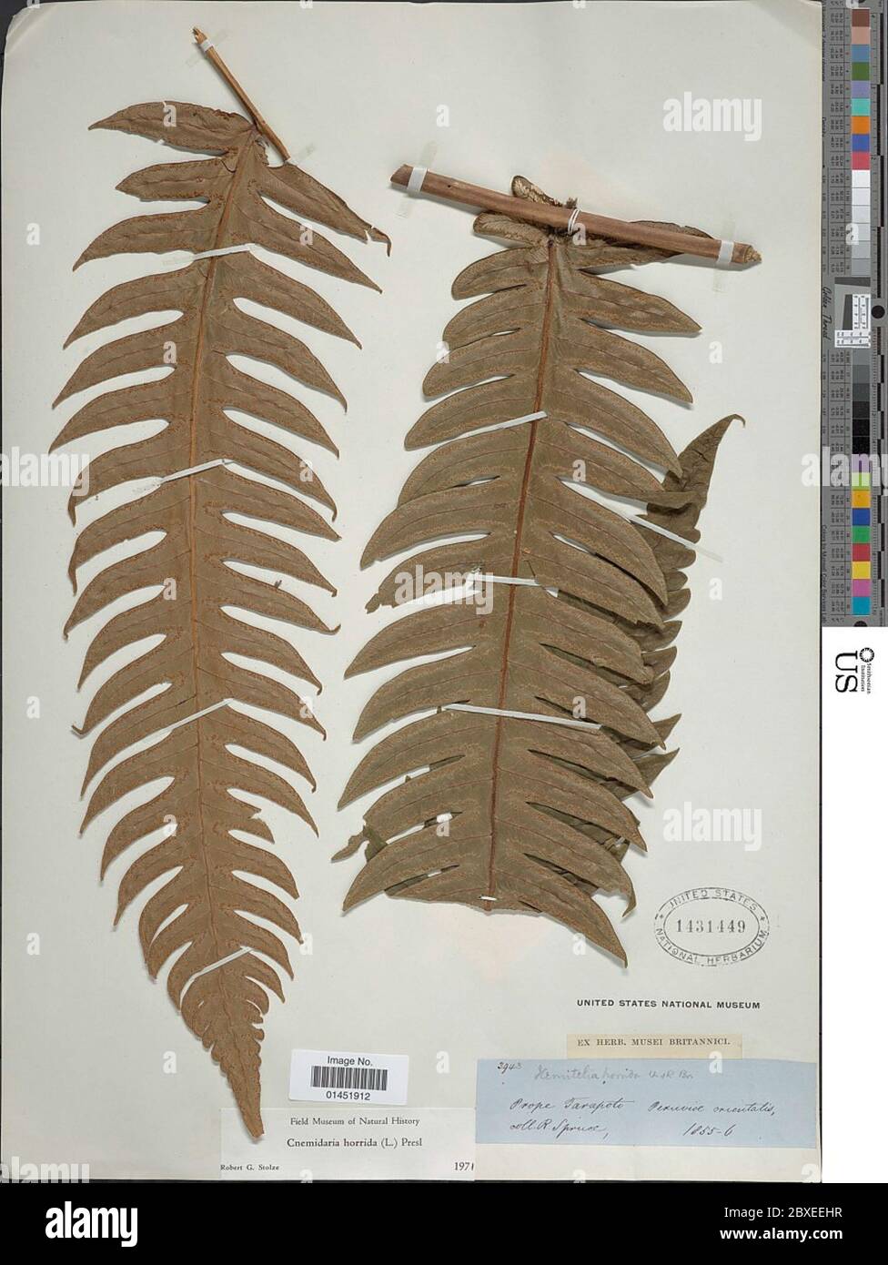 Cyathea horrida L Sm Cyathea horrida L Sm. Stock Photo