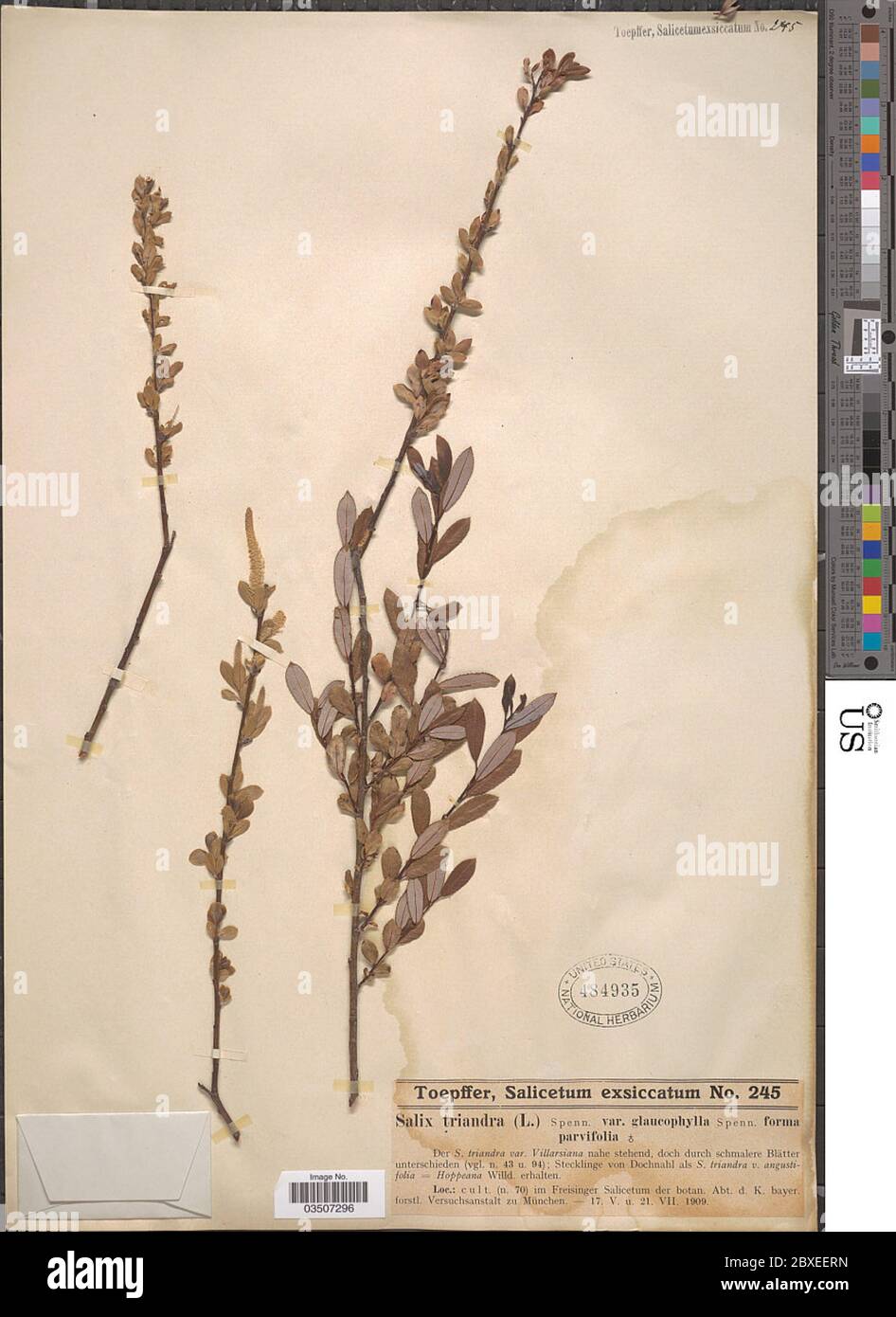 Salix triandra var glaucophylla f parvifolia Salix triandra var glaucophylla f parvifolia. Stock Photo
