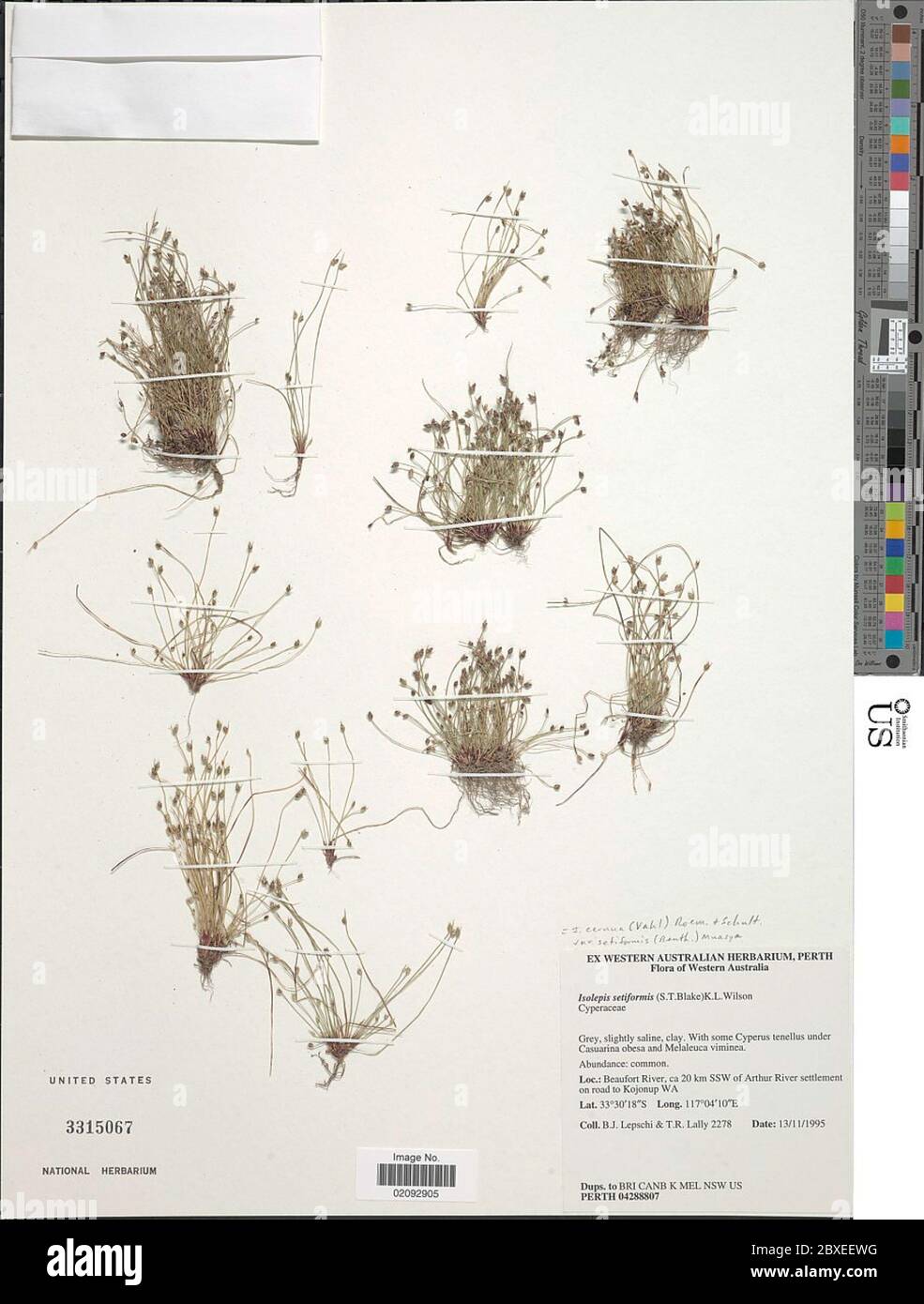 Isolepis cernua var setiformis Benth Muasya Isolepis cernua var setiformis Benth Muasya. Stock Photo