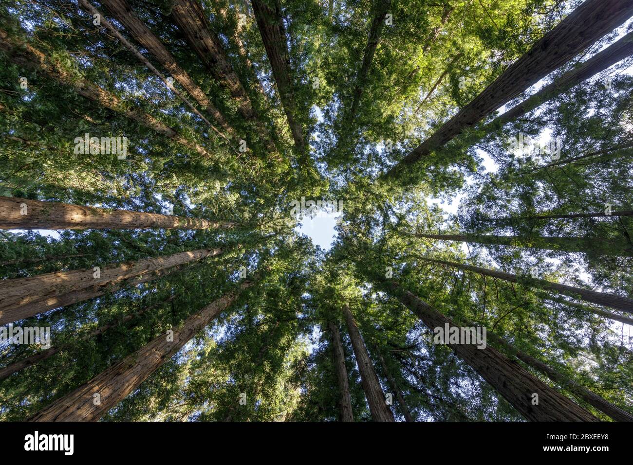 Cathedral redwoods hi res stock photography and images Alamy