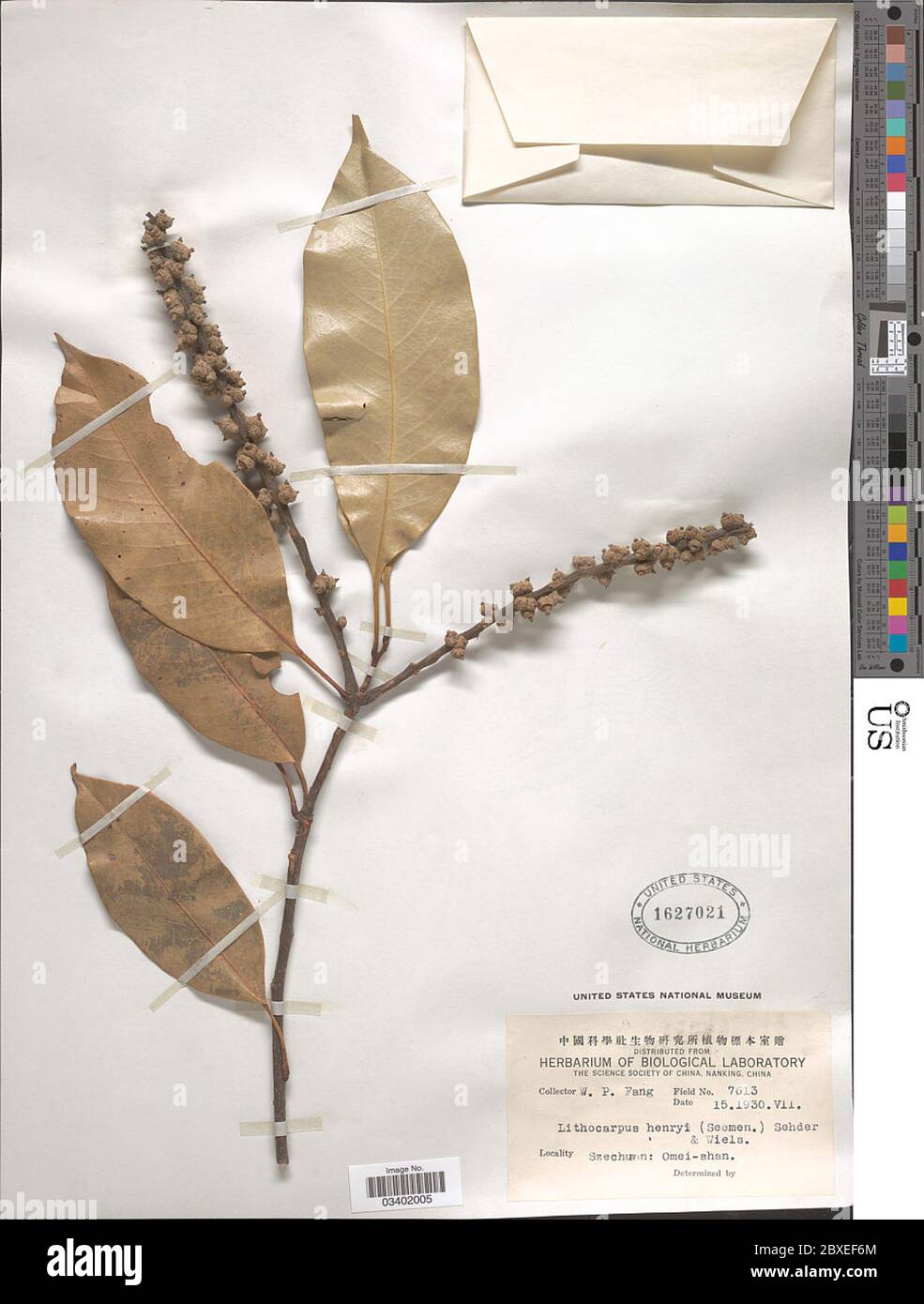 Lithocarpus henryi Lithocarpus henryi. Stock Photo