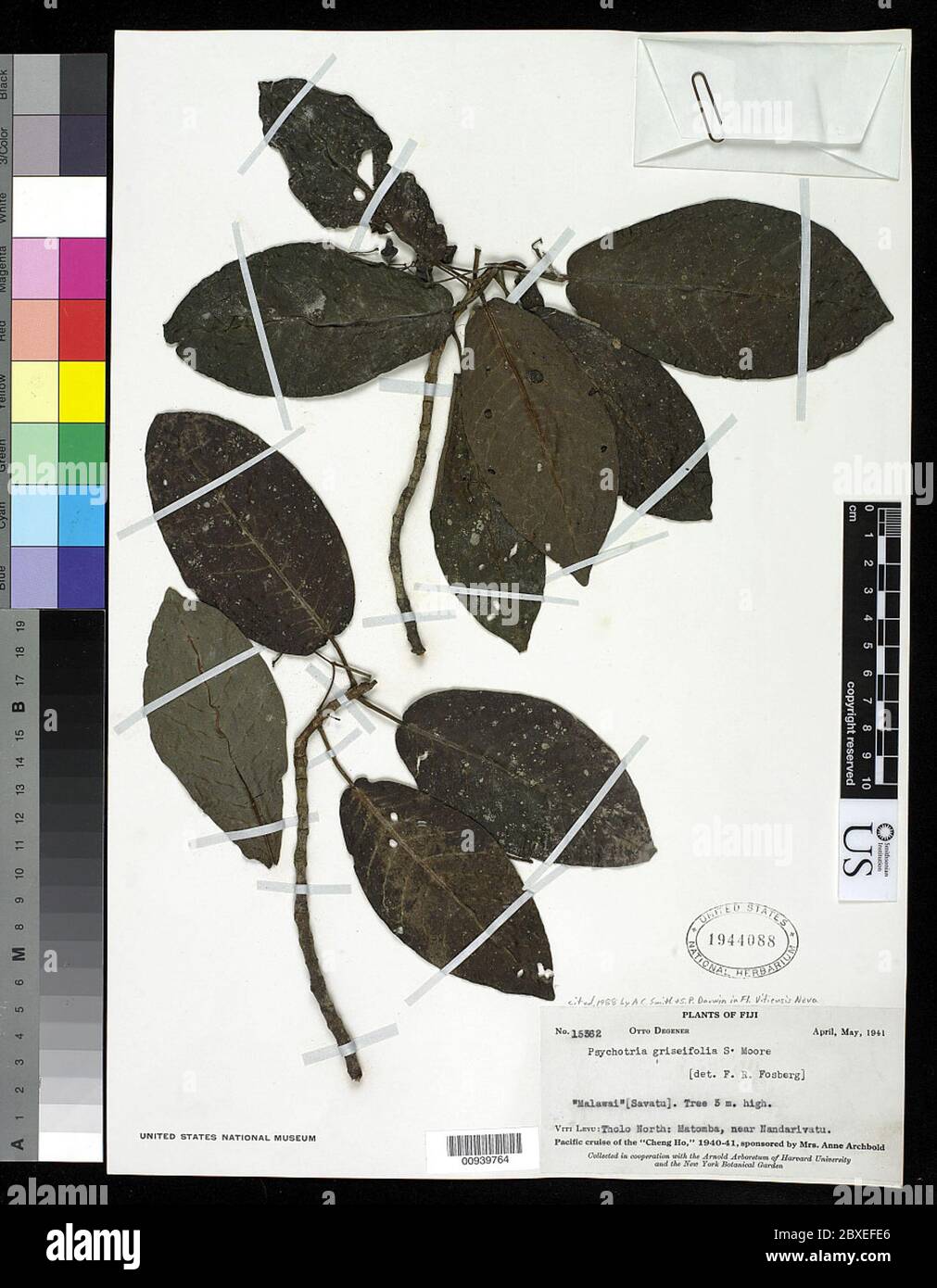 Psychotria griseifolia var griseifolia Psychotria griseifolia var griseifolia. Stock Photo