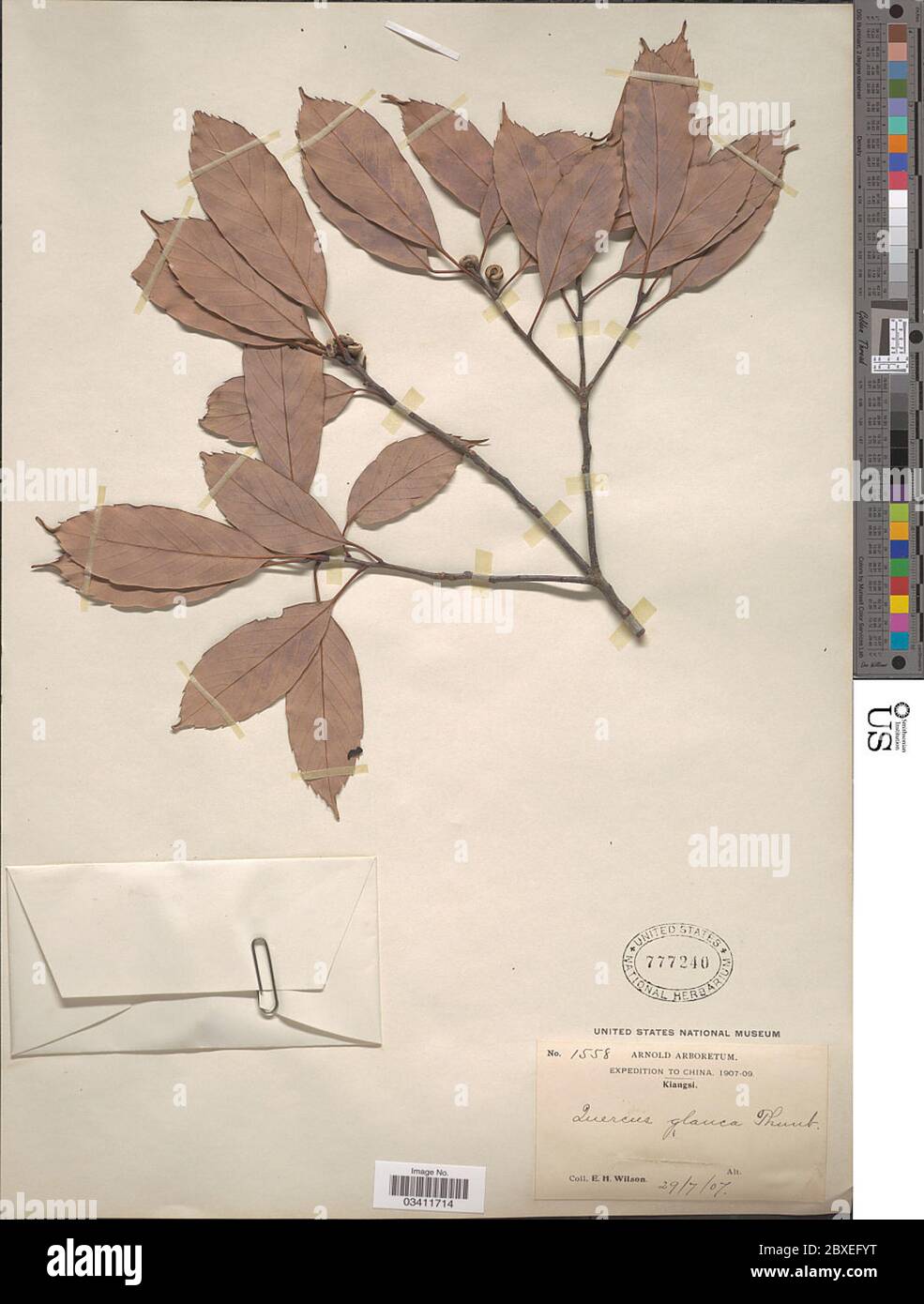 Quercus glauca Quercus glauca Stock Photo Alamy