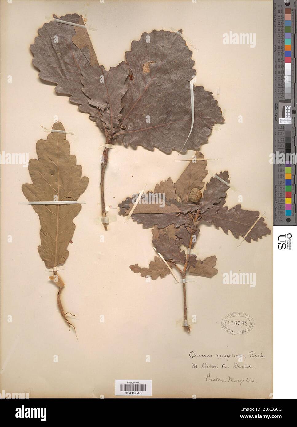 Quercus mongolica Quercus mongolica Stock Photo Alamy