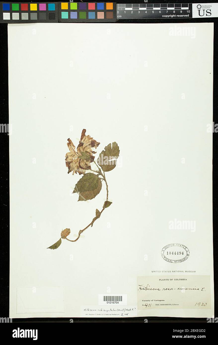 Hibiscus rosasinensis var schizopetalus Dyer Hibiscus rosasinensis var schizopetalus Dyer. Stock Photo