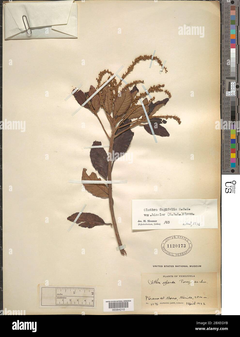 Clethra fagifolia var bicolor Kunth Clethra fagifolia var bicolor Kunth. Stock Photo