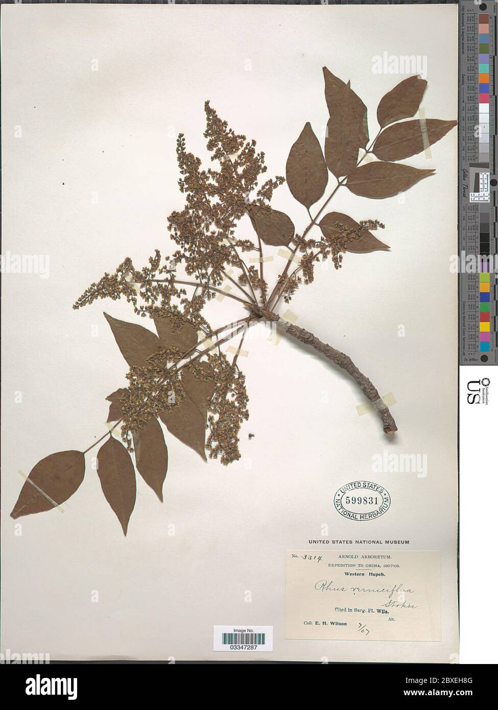 Tree Rhus Verniciflua Rhus verniciflua Rhus verniciflua Stock Photo - Alamy