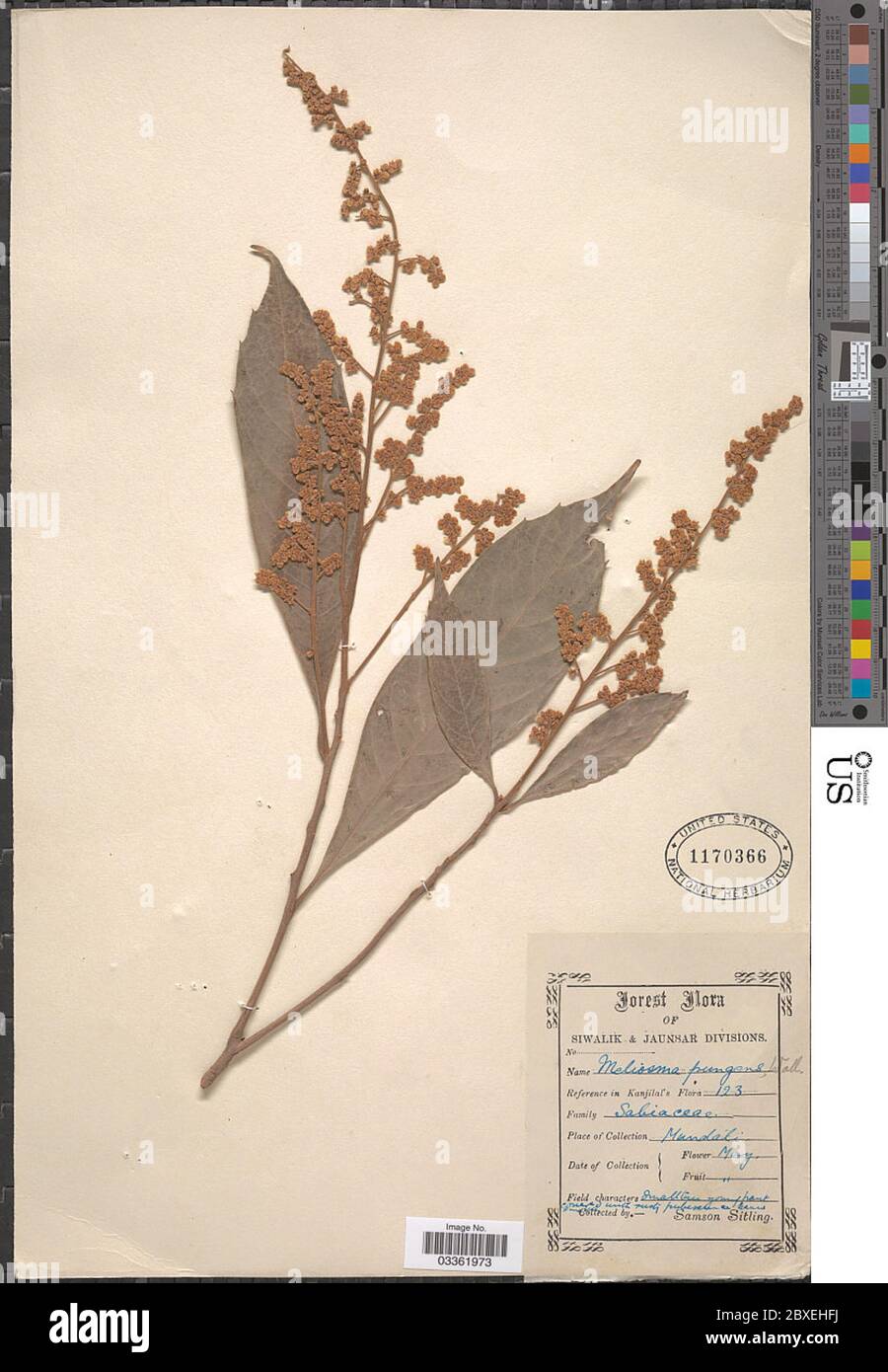 Meliosma yunnanensis Franch Meliosma yunnanensis Franch. Stock Photo