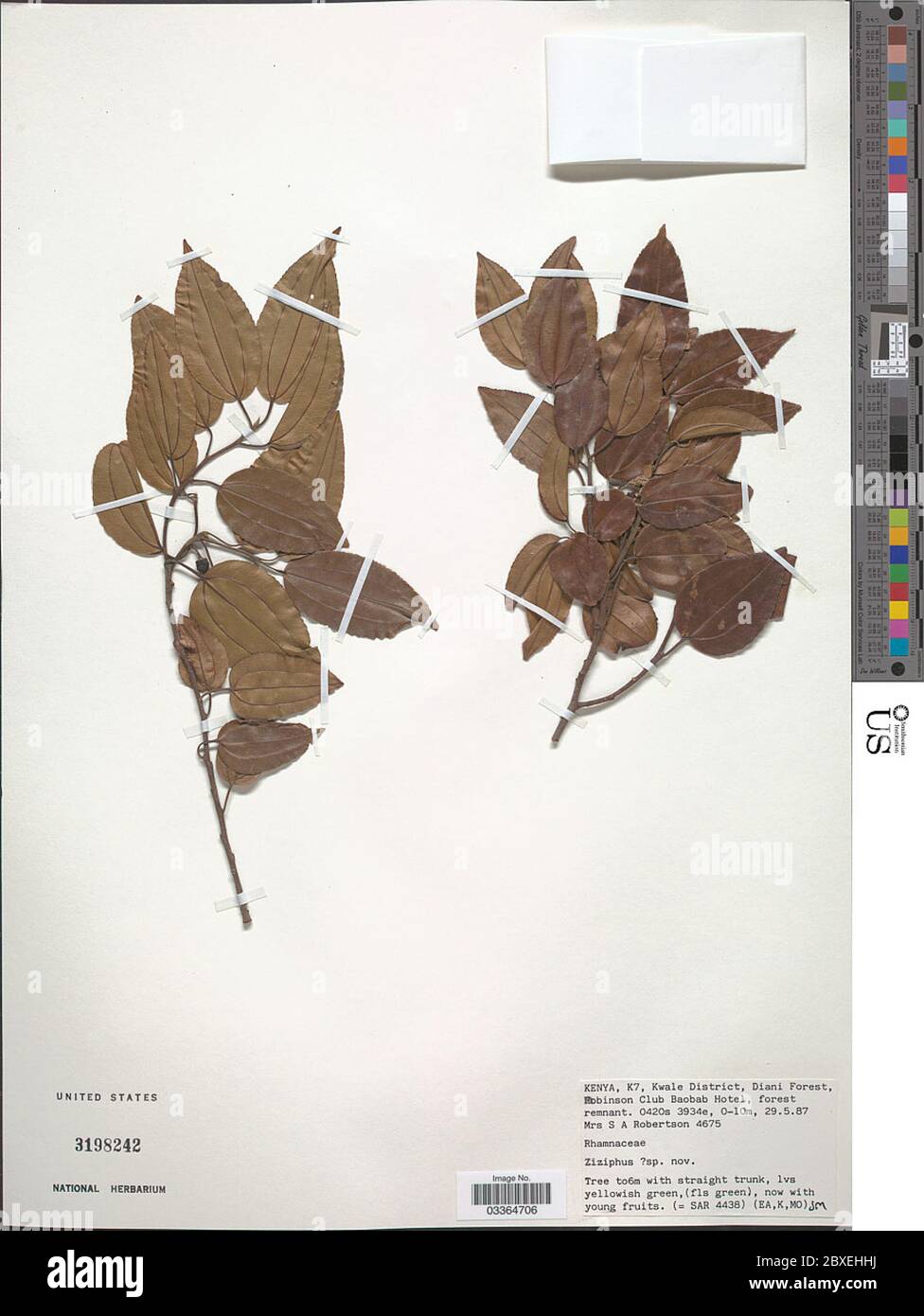 Ziziphus sp Ziziphus sp Stock Photo Alamy