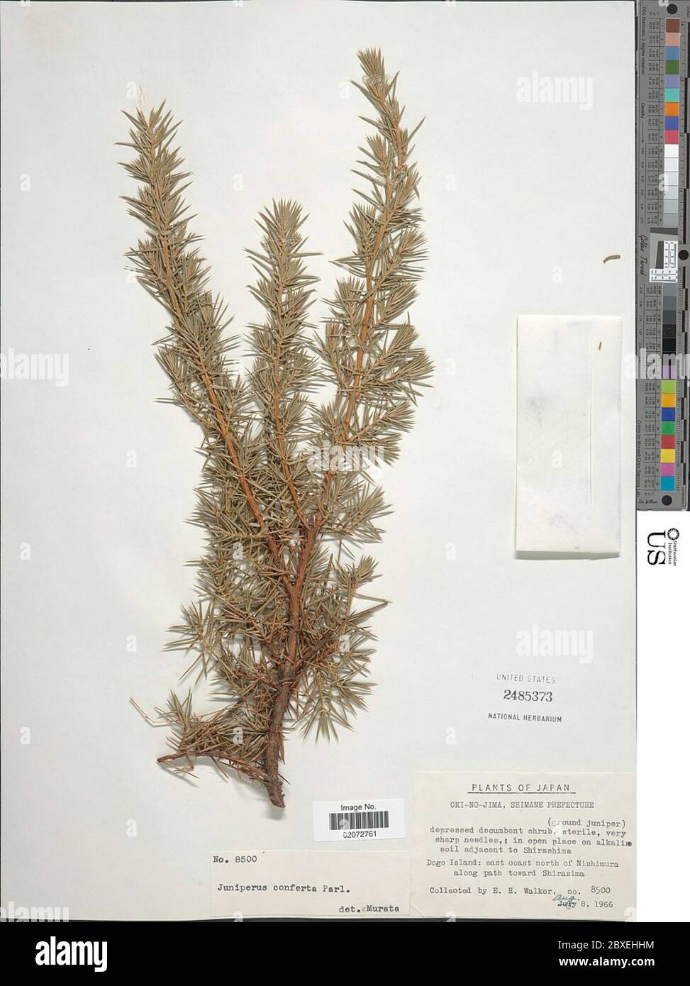 Juniperus conferta Juniperus conferta. Stock Photo