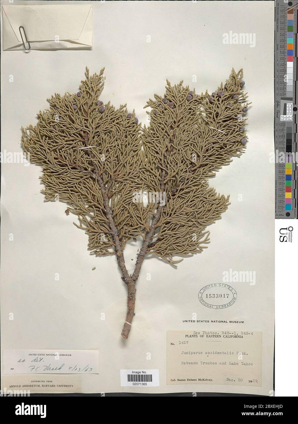 Juniperus occidentalis Hook Juniperus occidentalis Hook Stock Photo Alamy