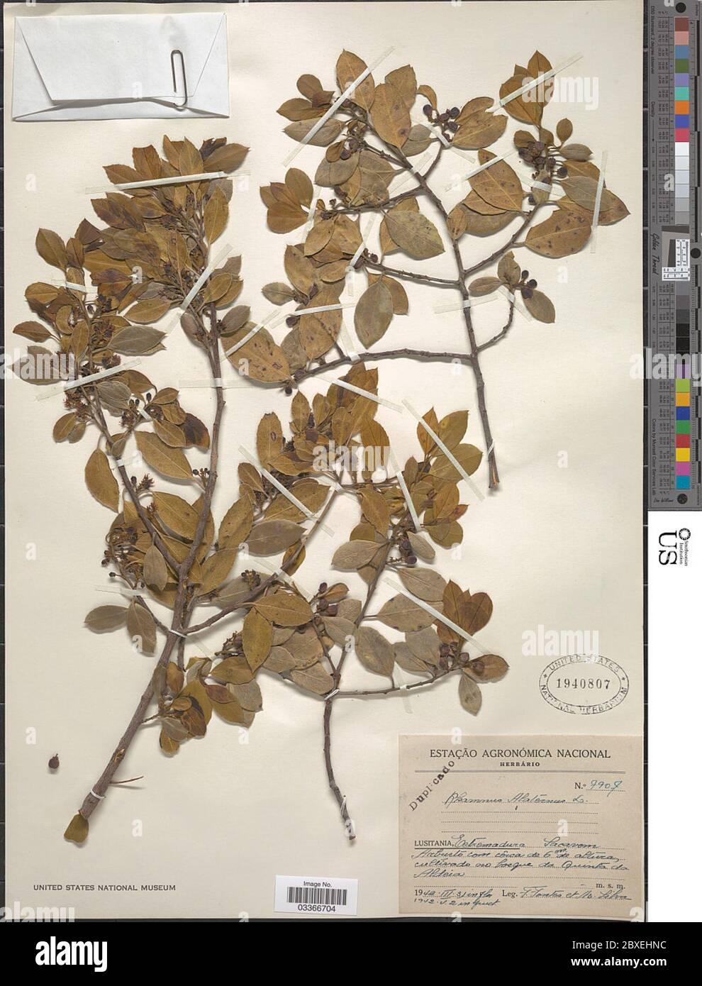 Rhamnus alaternus Rhamnus alaternus Stock Photo Alamy