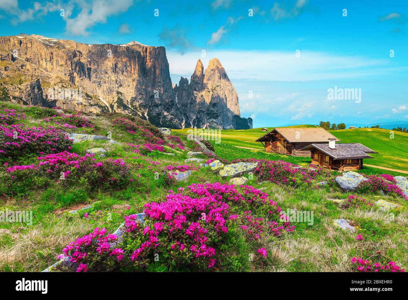 Alpe di Siusi mountain resort with amazing flowery fields and blue sky. Picturesque hiking place with pink rhododendron flowers on the slopes, Dolomit Stock Photo