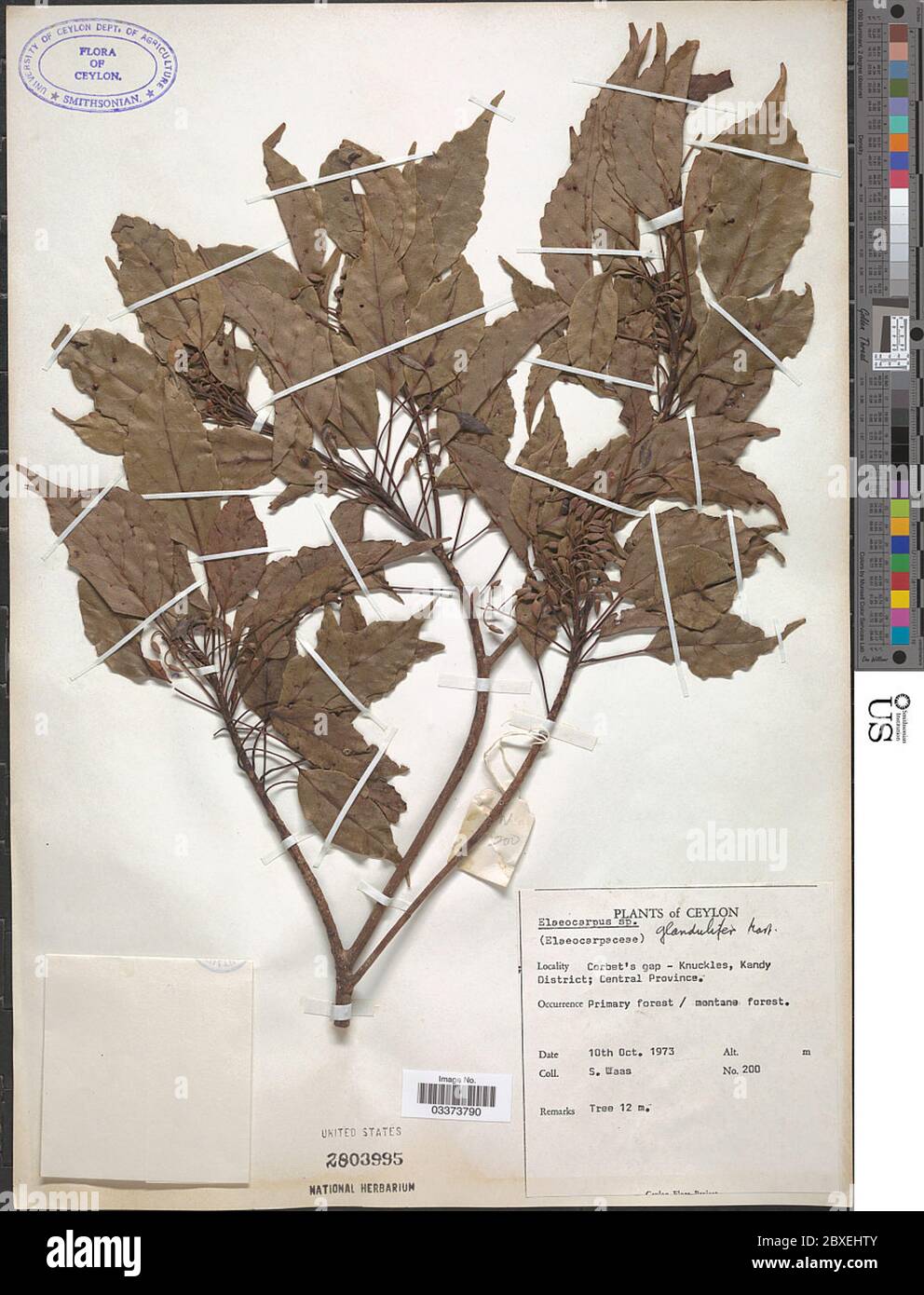 Elaeocarpus glandulifer Elaeocarpus glandulifer. Stock Photo