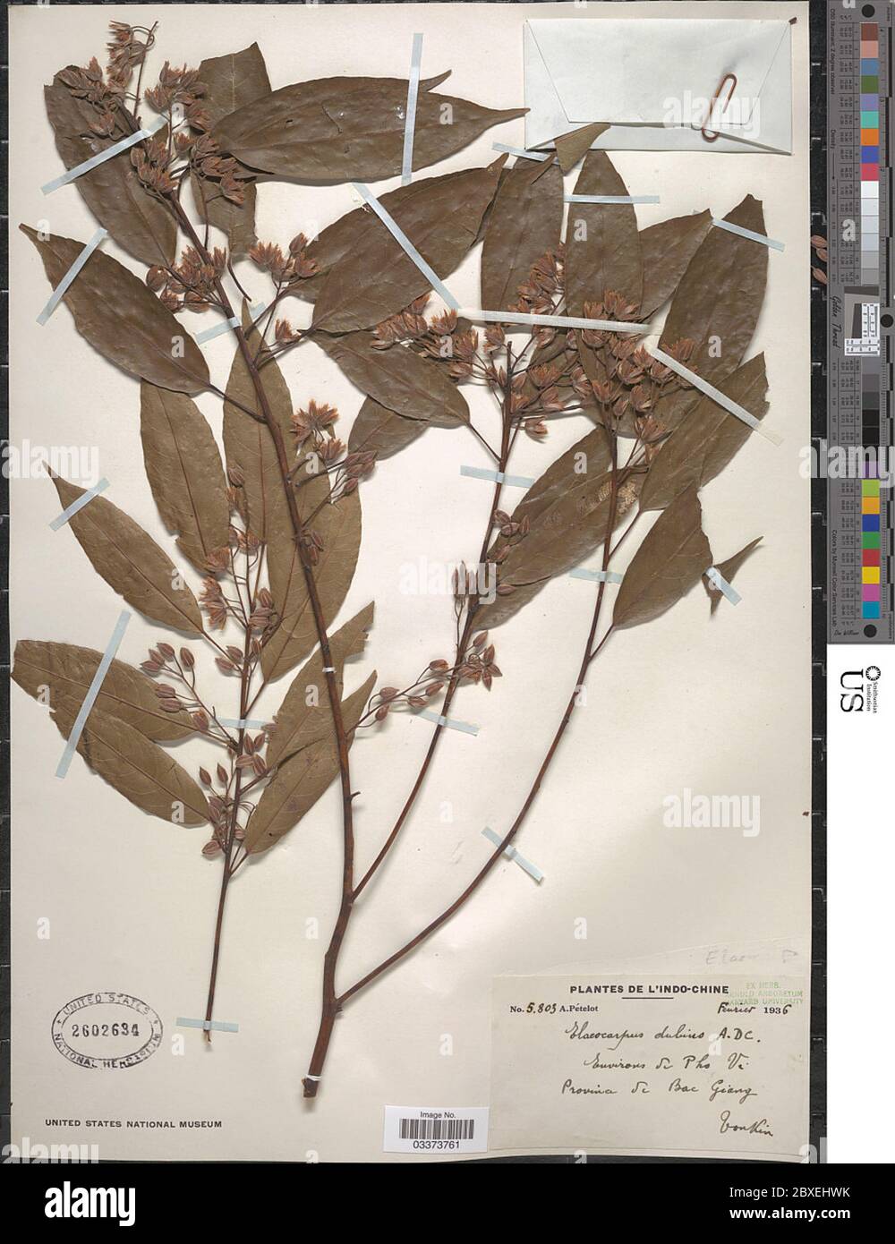 Elaeocarpus dubius Elaeocarpus dubius. Stock Photo