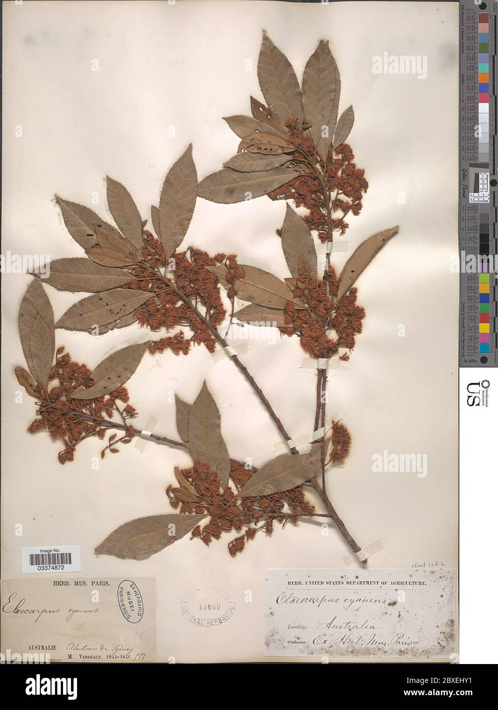 Elaeocarpus cyaneus Elaeocarpus cyaneus. Stock Photo