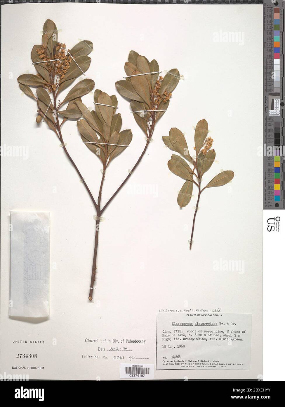 Elaeocarpus alaternoides Brongn Gris Elaeocarpus alaternoides Brongn Gris. Stock Photo