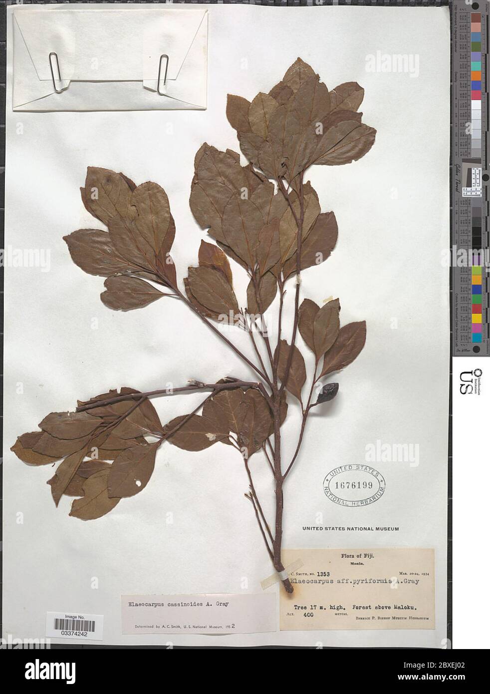 Elaeocarpus cassinoides A Gray in Wilkes Elaeocarpus cassinoides A Gray in Wilkes. Stock Photo