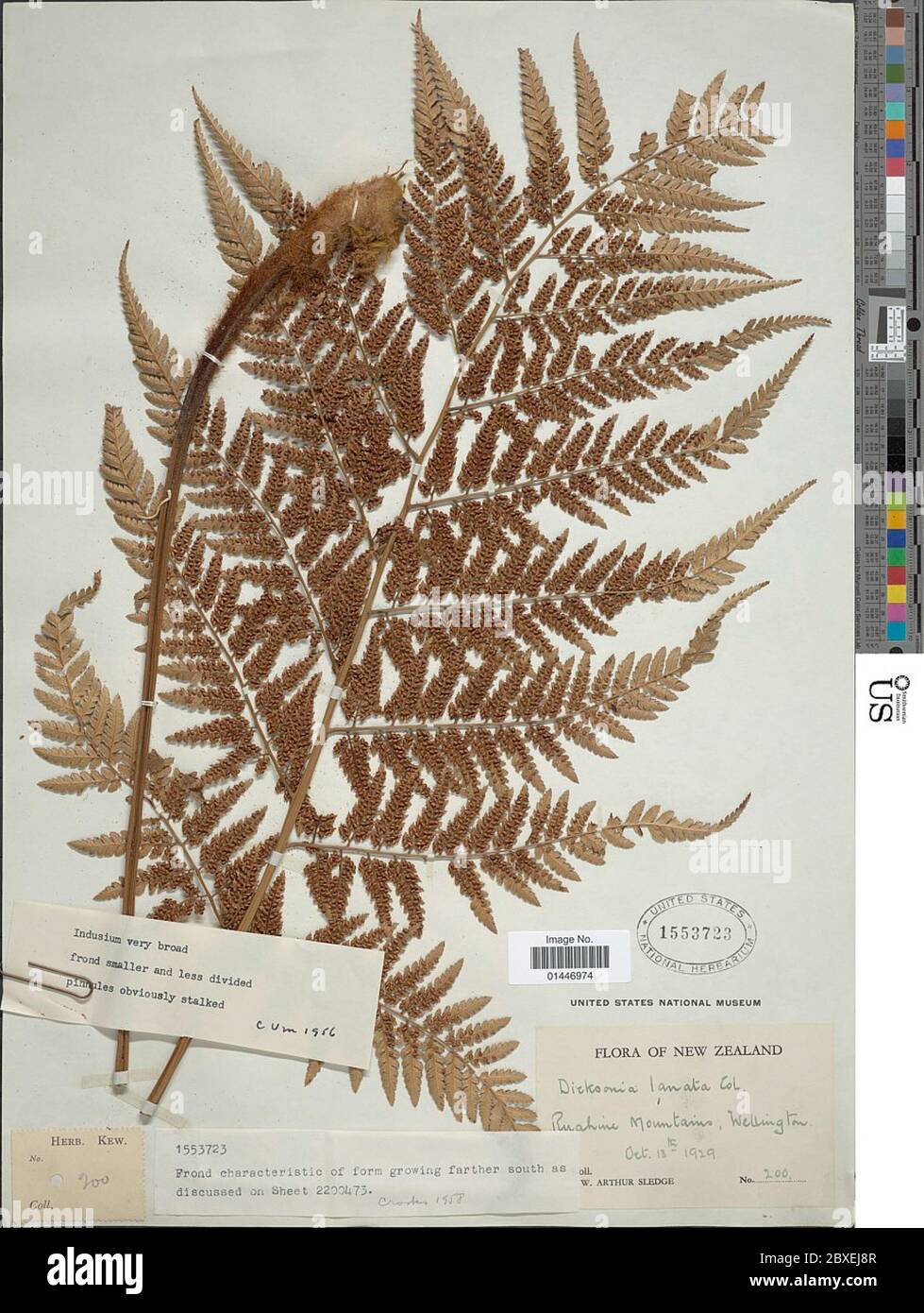 New zealand tree ferns dicksonia hi-res stock photography and images ...