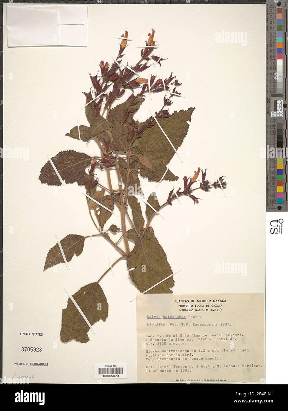 Salvia karwinskii Benth Salvia karwinskii Benth. Stock Photo