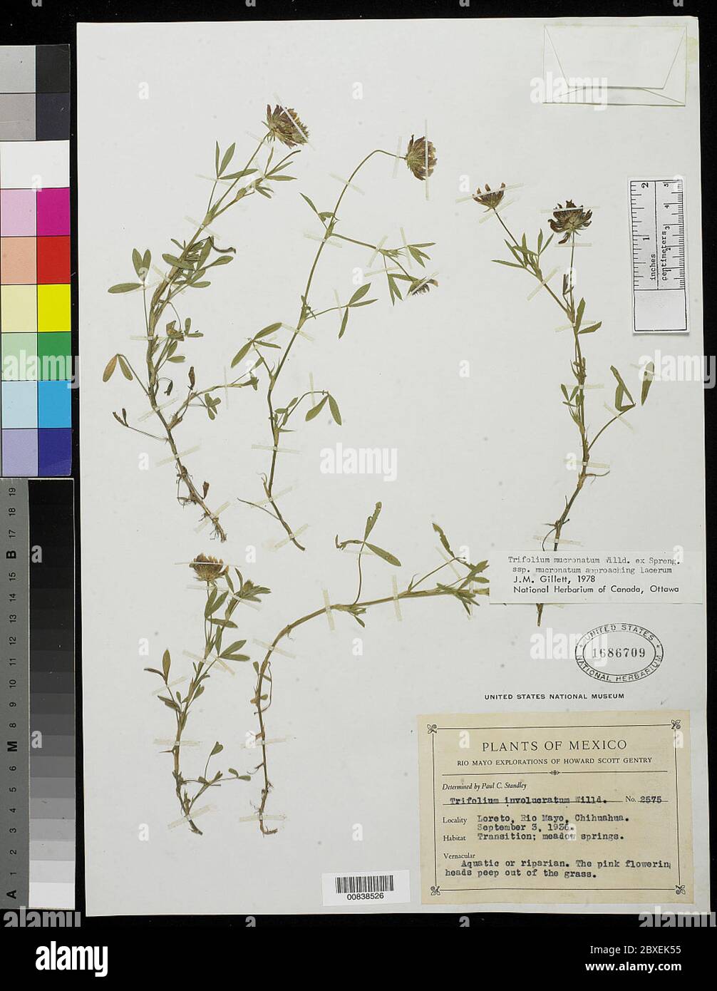 Trifolium mucronatum Willd ex Spreng subsp mucronatum Trifolium mucronatum Willd ex Spreng subsp mucronatum. Stock Photo