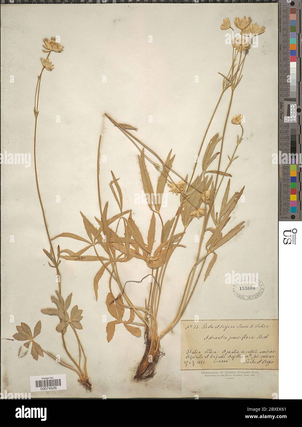 Astrantia pauciflora Bertol Astrantia pauciflora Bertol. Stock Photo
